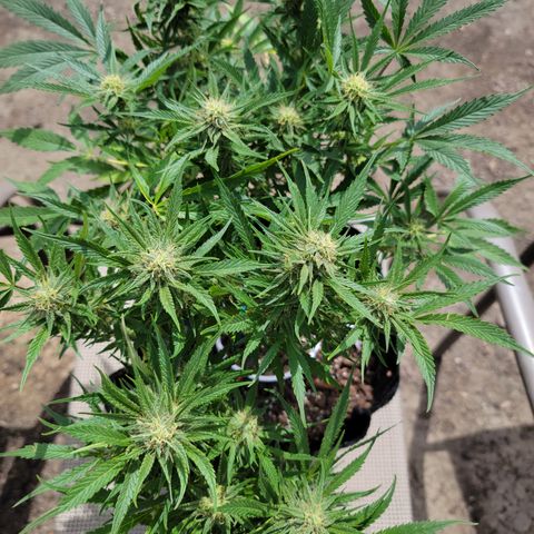 Mint Jelly 3 '22 DOC growlog timeline photo