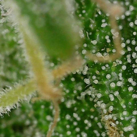 Mint Jelly 3 '22 DOC growlog timeline photo