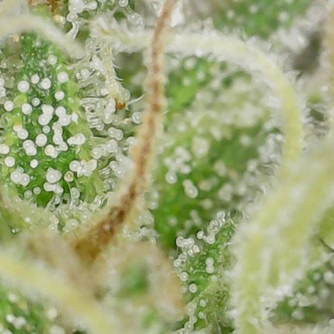 Mint Jelly 1 '22 DOC growlog timeline photo