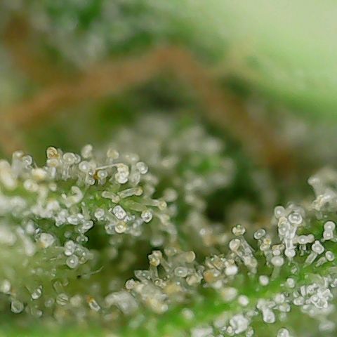 Mint Jelly 3 '22 DOC growlog timeline photo