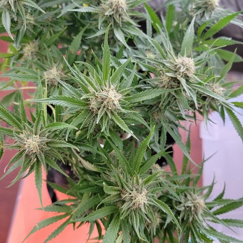 Mint Jelly 3 '22 DOC growlog timeline photo