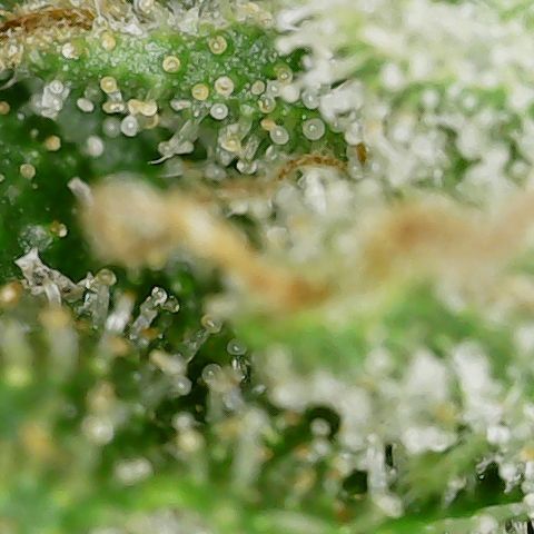 Mint Jelly 1 '22 DOC growlog timeline photo