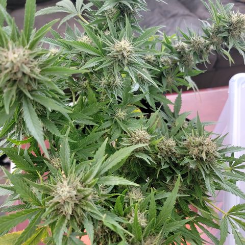 Mint Jelly 1 '22 DOC growlog timeline photo