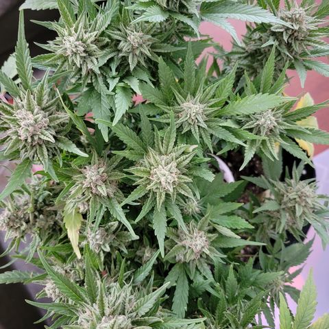 Mint Jelly 2 '22 DOC growlog timeline photo