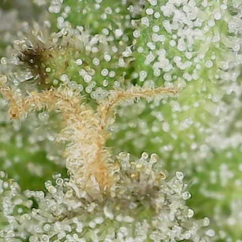 Mint Jelly 2 '22 DOC growlog timeline photo