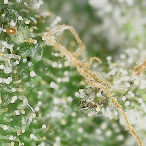 Caramel Cream 3 '22 DOC growlog timeline photo