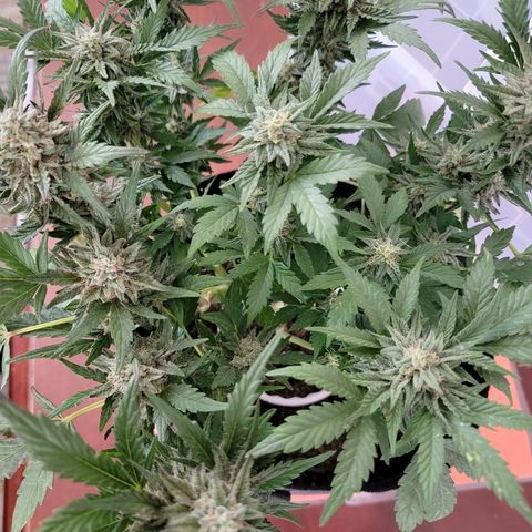 Caramel Cream 3 '22 DOC growlog timeline photo