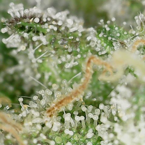 Caramel Cream 3 '22 DOC growlog timeline photo