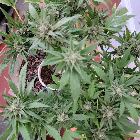 Caramel Cream 1 '22 DOC growlog timeline photo
