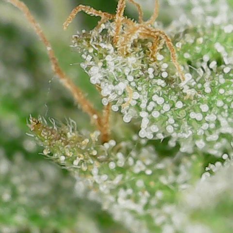 Caramel Cream 1 '22 DOC growlog timeline photo