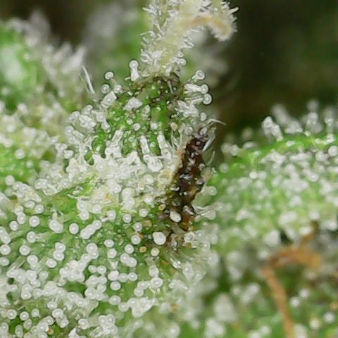 Caramel Cream 2 '22 DOC growlog timeline photo