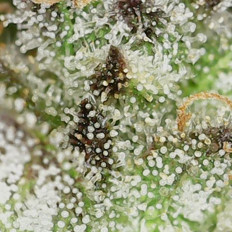 Caramel Cream 2 '22 DOC growlog timeline photo