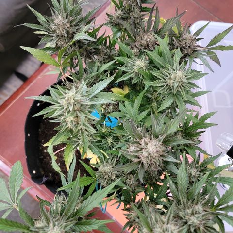 Caramel Cream 2 '22 DOC growlog timeline photo