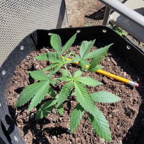 Sour Lemon Dropz 3 '22 DOC growlog timeline photo