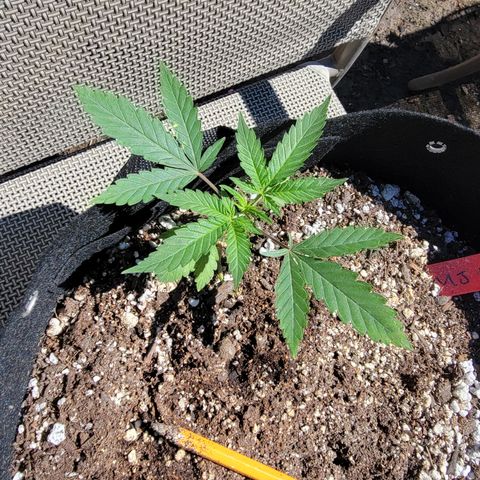 Mint Jelly 4 '22 DOC growlog timeline photo