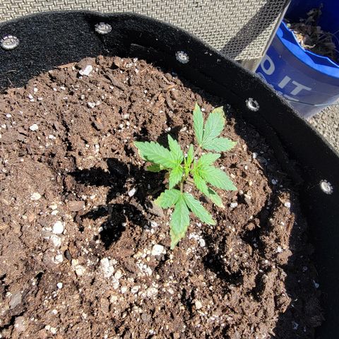 Mint Jelly 5 '22 DOC growlog timeline photo