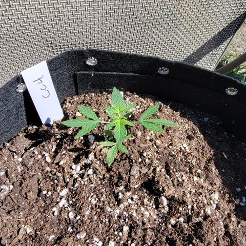 Caramel Cream 4 '22 DOC growlog timeline photo