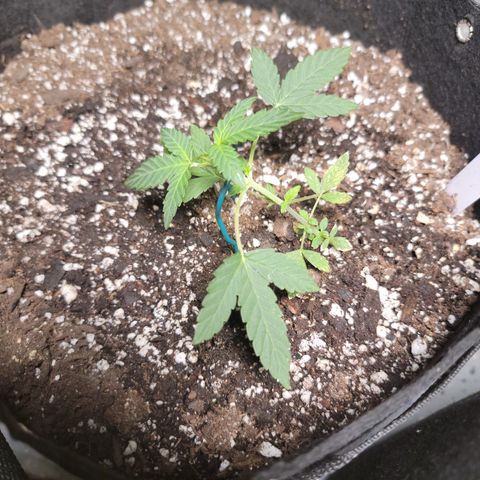 Caramel Cream 4 '22 DOC growlog timeline photo