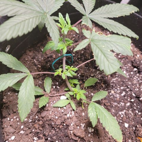 Sour Lemon Dropz 3 '22 DOC growlog timeline photo