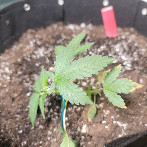 Mint Jelly 5 '22 DOC growlog timeline photo