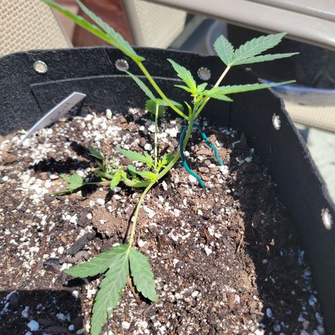 Caramel Cream 4 '22 DOC growlog timeline photo