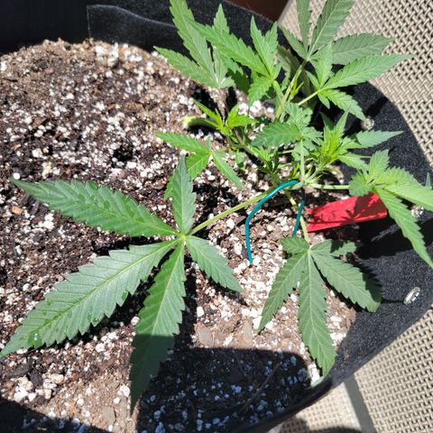 Mint Jelly 4 '22 DOC growlog timeline photo