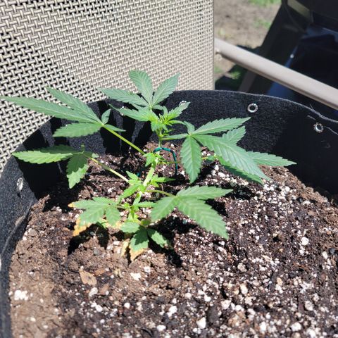Mint Jelly 5 '22 DOC growlog timeline photo