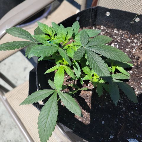 Sour Lemon Dropz 3 '22 DOC growlog timeline photo
