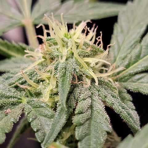 Mint Jelly 5 '22 DOC growlog timeline photo