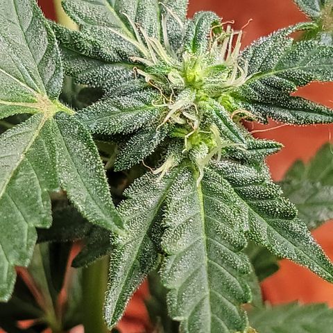 Caramel Cream 4 '22 DOC growlog timeline photo