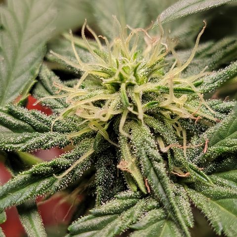Mint Jelly 4 '22 DOC growlog timeline photo