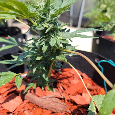 Caramel Cream 4 '22 DOC growlog timeline photo