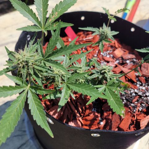 Mint Jelly 5 '22 DOC growlog timeline photo