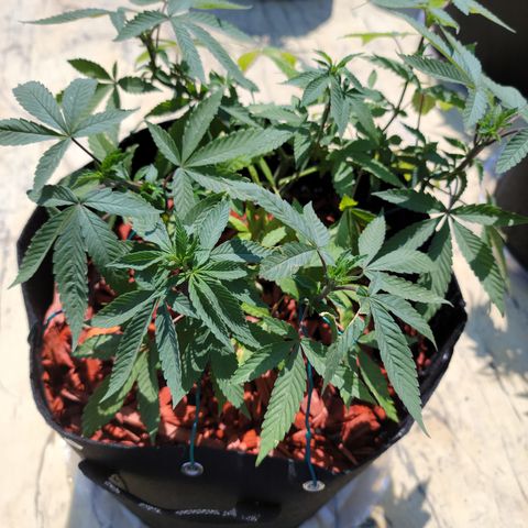 Sour Lemon Dropz 3 '22 DOC growlog timeline photo