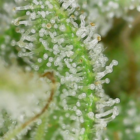 Mint Jelly 4 '22 DOC growlog timeline photo