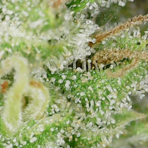 Mint Jelly 5 '22 DOC growlog timeline photo