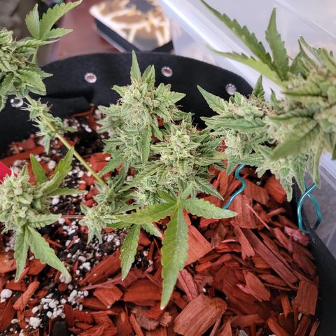 Mint Jelly 5 '22 DOC growlog timeline photo