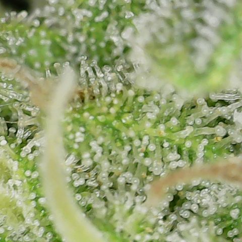 Mint Jelly 5 '22 DOC growlog timeline photo