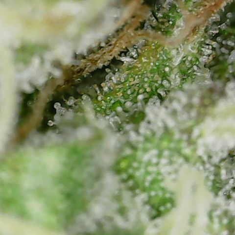 Caramel Cream 4 '22 DOC growlog timeline photo