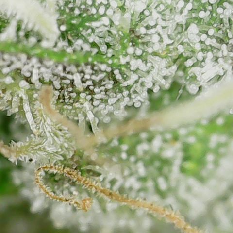 Caramel Cream 4 '22 DOC growlog timeline photo