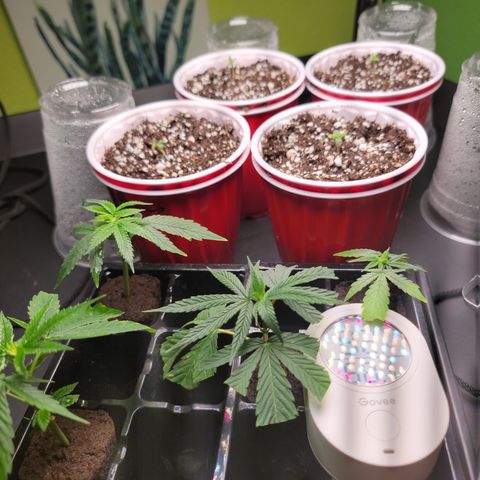 Unicorn Farts 2 '22 DOC growlog timeline photo