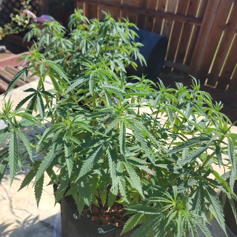 Sour Lemon Dropz 3 '22 DOC growlog timeline photo