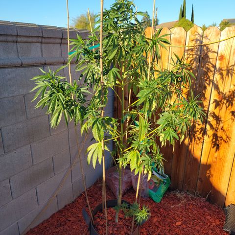 Garlic Budder 1 '22 DOC growlog timeline photo
