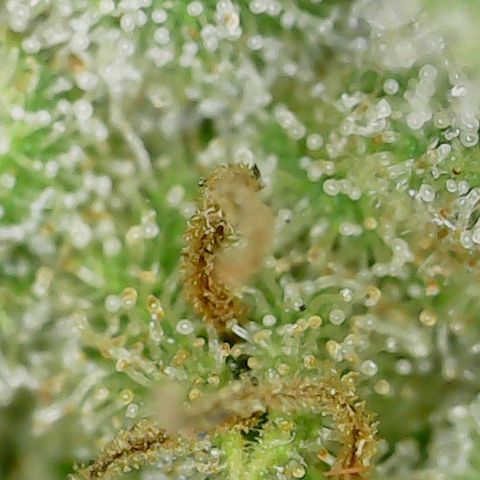 Mint Jelly 4 '22 DOC growlog timeline photo