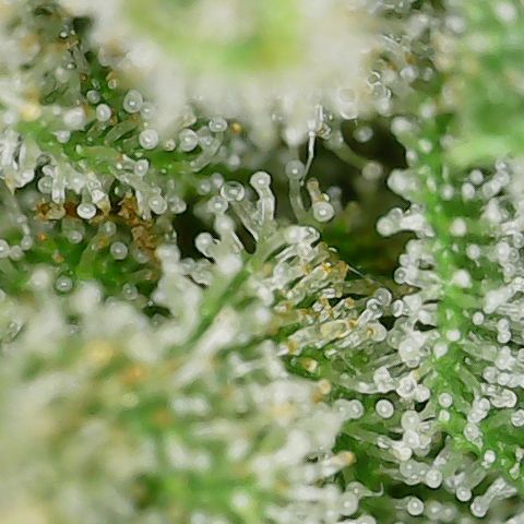 Mint Jelly 4 '22 DOC growlog timeline photo