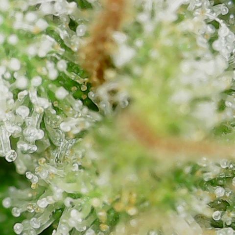 Mint Jelly 5 '22 DOC growlog timeline photo
