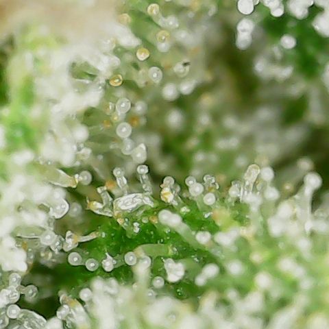 Mint Jelly 5 '22 DOC growlog timeline photo