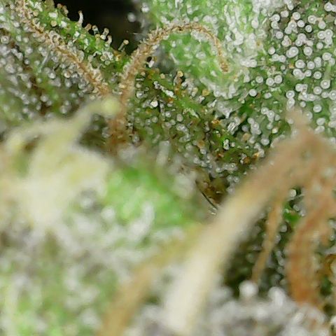 Caramel Cream 4 '22 DOC growlog timeline photo