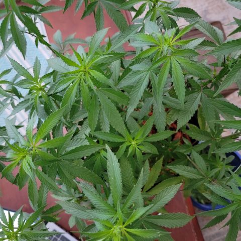 Sour Lemon Dropz 3 '22 DOC growlog timeline photo