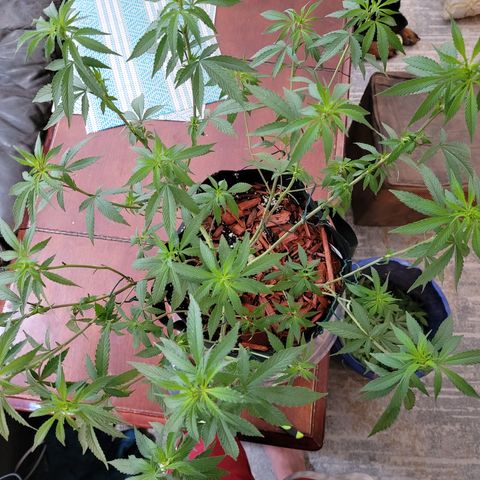 Sour Lemon Dropz 3 '22 DOC growlog timeline photo